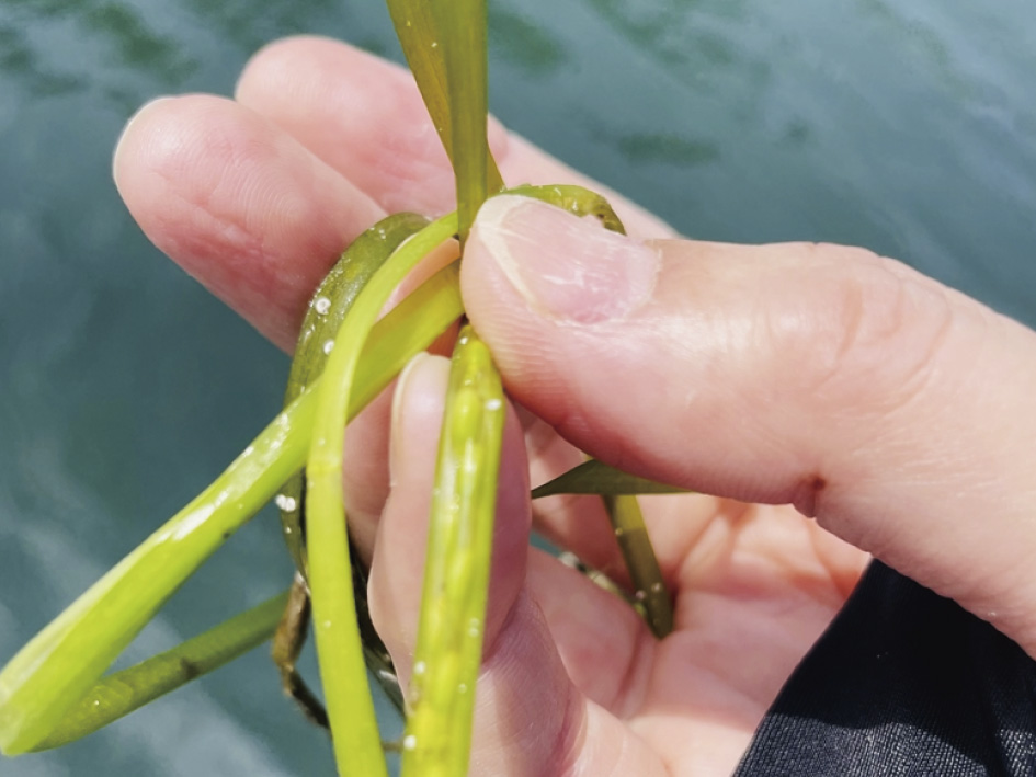 アマモはイネ科の植物