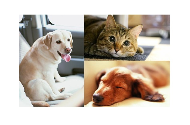 ペットホテルのご利用について