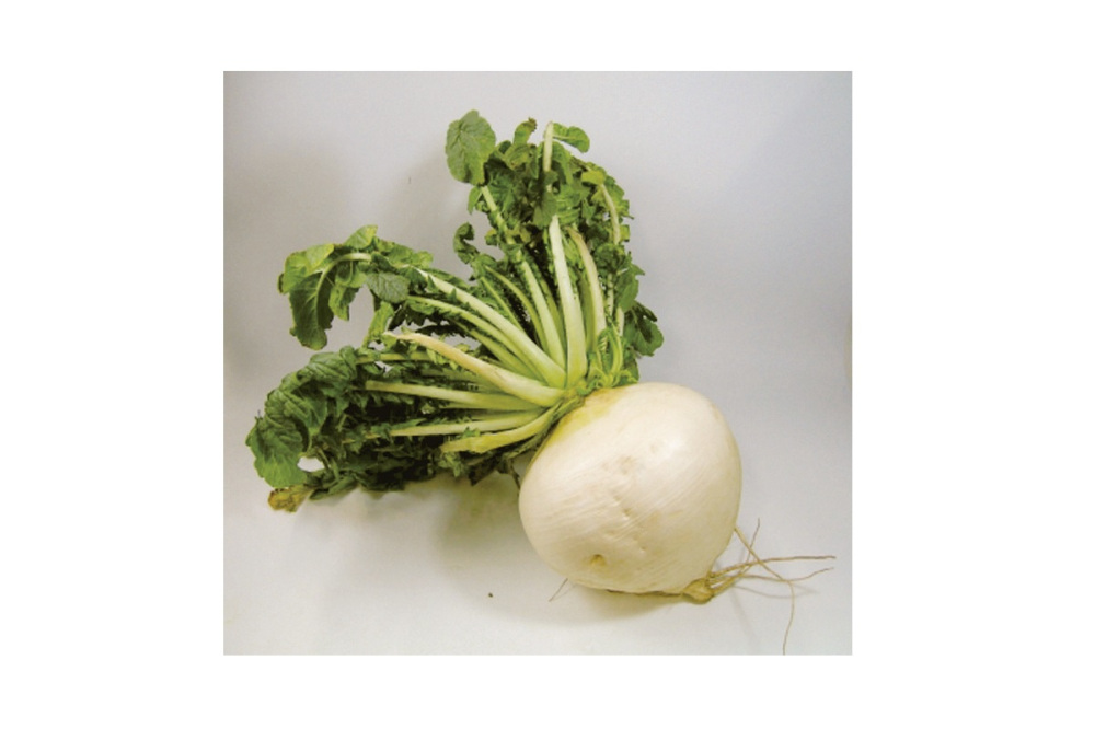 地産地消を推進『桜島だいこんフェア』を開催します!